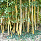 Le Bambou (Phyllostachys aurea)