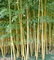 50 variétés de bambous